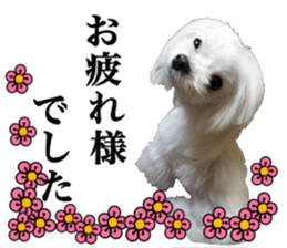 Cute Maltese family sticker #15141871