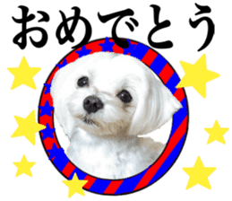 Cute Maltese family sticker #15141872
