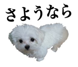 Cute Maltese family sticker #15141873