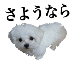 Cute Maltese family sticker #15141873