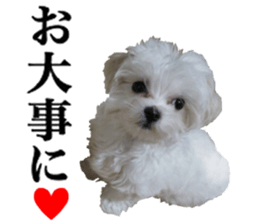Cute Maltese family sticker #15141874