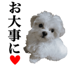 Cute Maltese family sticker #15141874