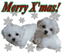Cute Maltese family sticker #15141875