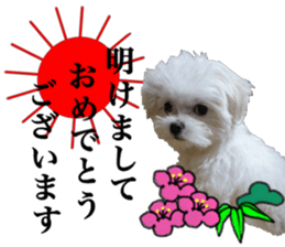 Cute Maltese family sticker #15141876