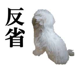 Cute Maltese family sticker #15141877