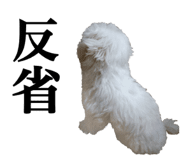 Cute Maltese family sticker #15141877