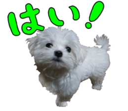 Cute Maltese family sticker #15141878