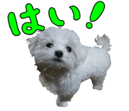 Cute Maltese family sticker #15141878