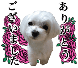 Cute Maltese family sticker #15141879