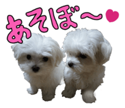 Cute Maltese family sticker #15141882