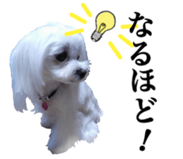 Cute Maltese family sticker #15141883