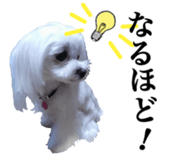 Cute Maltese family sticker #15141883