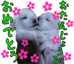 Cute Maltese family sticker #15141884