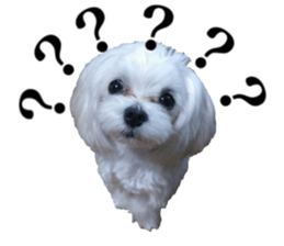 Cute Maltese family sticker #15141885