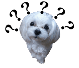 Cute Maltese family sticker #15141885