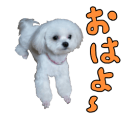 Cute Maltese family sticker #15141886