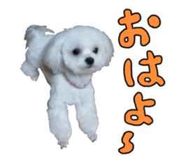 Cute Maltese family sticker #15141886