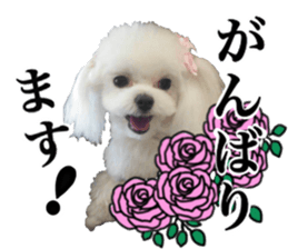 Cute Maltese family sticker #15141887