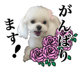 Cute Maltese family sticker #15141887