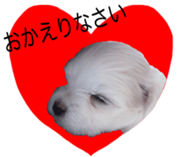 Cute Maltese family sticker #15141888