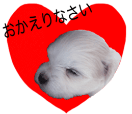 Cute Maltese family sticker #15141888