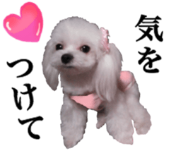 Cute Maltese family sticker #15141889