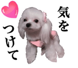 Cute Maltese family sticker #15141889