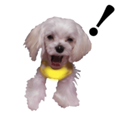 Cute Maltese family sticker #15141890