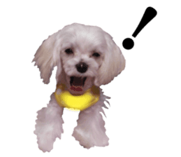 Cute Maltese family sticker #15141890