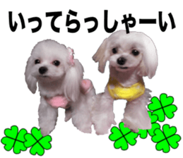 Cute Maltese family sticker #15141891