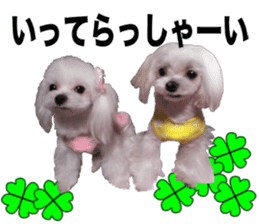 Cute Maltese family sticker #15141891