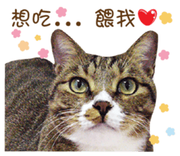 Boots White sticker #15145233