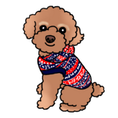 YUTAN the Toy Poodle