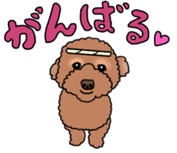 YUTAN the Toy Poodle sticker #15152008