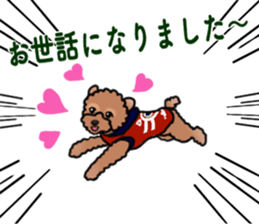 YUTAN the Toy Poodle sticker #15152024