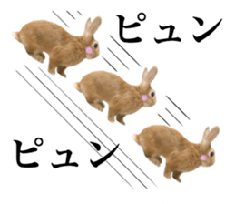 PEACH THE RABBIT USAGI 2 sticker #15152191