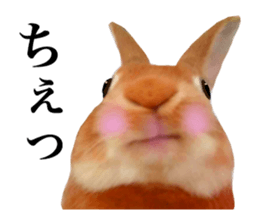 PEACH THE RABBIT USAGI 2 sticker #15152210