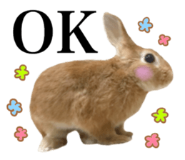 PEACH THE RABBIT USAGI 2 sticker #15152212