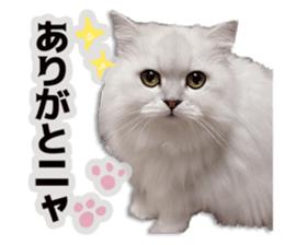 Cutie fluffy cat sticker #15152269