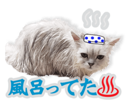 Cutie fluffy cat sticker #15152270