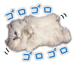 Cutie fluffy cat sticker #15152276