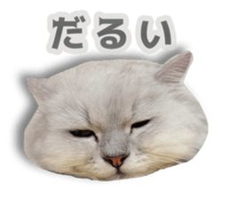 Cutie fluffy cat sticker #15152277