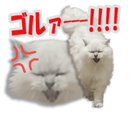 Cutie fluffy cat sticker #15152278
