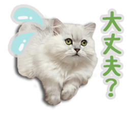 Cutie fluffy cat sticker #15152282
