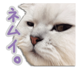 Cutie fluffy cat sticker #15152285