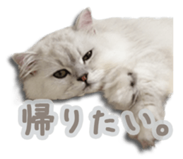 Cutie fluffy cat sticker #15152288
