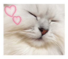 Cutie fluffy cat sticker #15152291