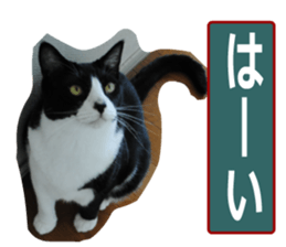 sticker japan cat&gin Photo version 9 sticker #15152913