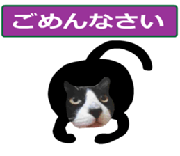 sticker japan cat&gin Photo version 9 sticker #15152914