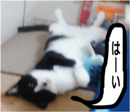 sticker japan cat&gin Photo version 9 sticker #15152919